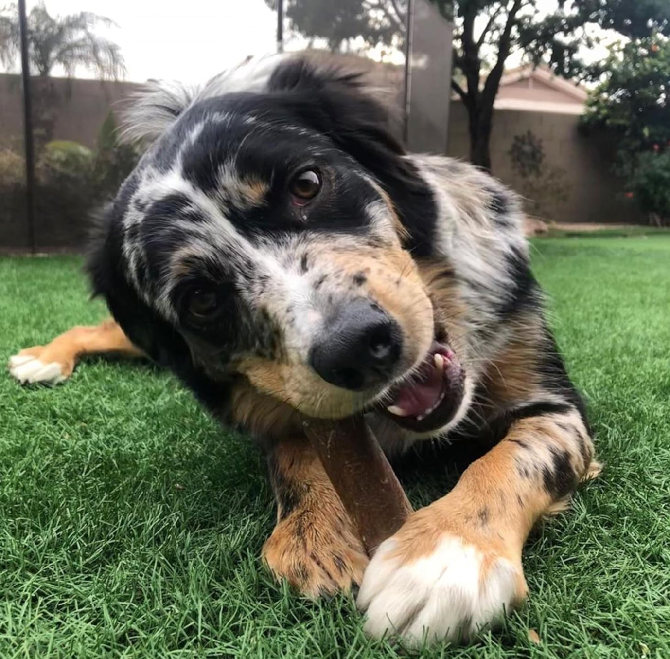 Nylabone Healthy Edible Natural Dog Chew! (Donated Directly to Shelter)