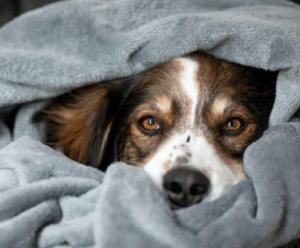 Blanket Donation - Black (Donated Directly To The Shelter)