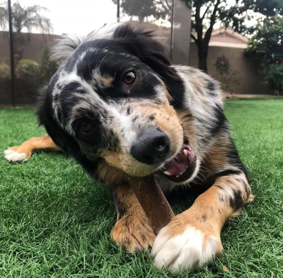 Nylabone Healthy Edible Natural Dog Chew! (Donated Directly to Shelter)